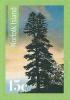 Colnect-3129-727-Norfolk-pine-tree-with-multiple-shoots-at-top-at-sunset.jpg