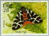 Colnect-129-202-Garden-Tiger-Moth-Arctia-caja.jpg