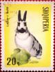 Colnect-1325-308--Domestic-Rabbit-Dutch-Race.jpg