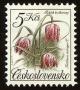 Colnect-3786-938-Fritillaria-meleagris.jpg