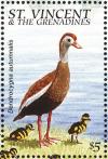 Colnect-1758-924-Black-bellied-Whistling-Duck-Dendrocygna-autumnalis.jpg