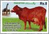 Colnect-2461-162-Sahiwal-Cattle-Bos-primigenius-indicus.jpg