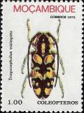 Colnect-1115-758-Longhorn-Beetle-Tragocephalus-variegata.jpg