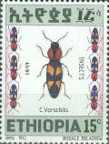 Colnect-3322-230-Ground-Beetle-Caelostomus-variabilis.jpg