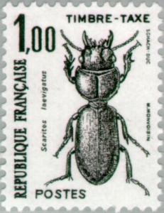 Colnect-147-063-Ground-Beetle-Scarites-laevigatus-.jpg