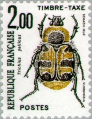 Colnect-147-064-Bee-Beetle-Trichius-gallicus.jpg