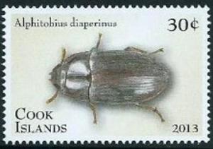 Colnect-3368-238-Litter-Beetle-Alphitobius-diaperinus.jpg