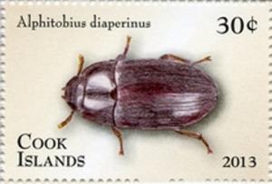 Colnect-3368-243-Litter-Beetle-Alphitobius-diaperinus.jpg