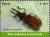 Colnect-1585-002-Longhorn-Beetle-Macrodontia-cervicornis.jpg