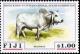 Colnect-3146-941-Brahman-Cattle-Bos-primigenius-indicus.jpg