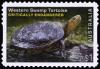 Colnect-4536-014-Western-Swamp-Tortoise-Pseudemydura-umbrina.jpg