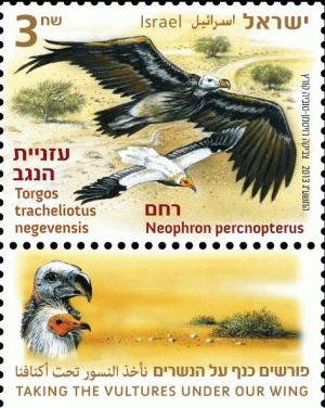 Colnect-2664-180-Lappet-faced-Vulture-Torgos-tracheliotus-Egyptian-Vulture.jpg