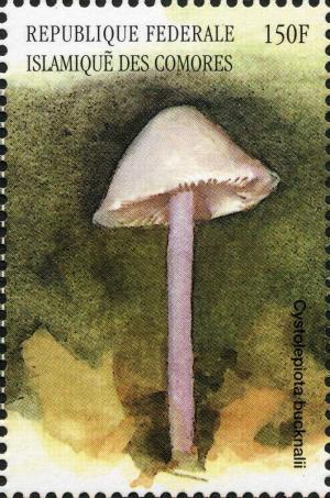 Colnect-3038-224-Cystolepiota-bucknalii.jpg