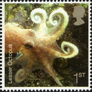 Colnect-450-219-Lesser-Octopus-Eledone-cirrhosa-.jpg