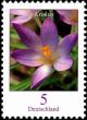 Colnect-5200-229-Crocus-tommasinianus---Crocus.jpg