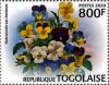 Colnect-6671-600-Viola-tricolor-var-hortensis.jpg