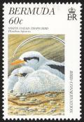 Colnect-2598-770-White-tailed-Tropicbird-Phaethon-lepturus.jpg