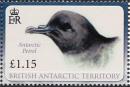 Colnect-4568-948-Antarctic-Petrel-Thalassoica-antarctica.jpg