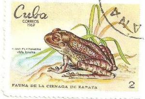 Colnect-1726-398-Cuban-Treefrog-Hyla-insulsa.jpg