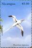 Colnect-5661-933-White-tailed-Tropicbird-Phaethon-lepturus.jpg