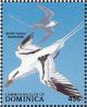 Colnect-2018-889-White-tailed-Tropicbird-Phaethon-lepturus.jpg