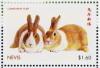 Colnect-5647-530-Dutch-rabbits-brown-with-white-collar.jpg