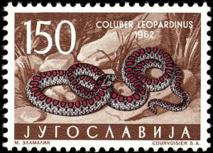 Colnect-5501-779-European-Ratsnake-Coluber-leopardinus.jpg