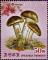 Colnect-5559-798-Matsutake-Mushrooms.jpg