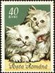 Colnect-5043-388-Persian-cats-Felis-silvestris-catus.jpg