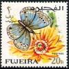 Colnect-2341-071-Lycaenid-Butterfly-Euchrysops-philbyi.jpg