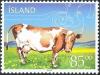 Colnect-439-644-Icelandic-Cattle-Bos-primigenius-taurus.jpg