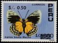 Colnect-5027-598-Nymphalid-Butterfly-Agrias-beata---Male.jpg