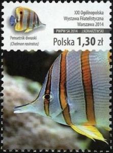 Colnect-3128-250-Copperband-Butterflyfish-Chelmon-rostratus.jpg