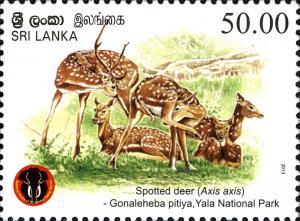 Colnect-2409-591-Spotted-Deer-Axis-axis.jpg