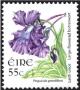Colnect-1718-898-Large-flowered-Butterwort---Pinguicula-grandiflora.jpg