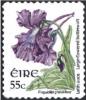 Colnect-1131-255-Large-flowered-Butterwort---Pinguicula-grandiflora.jpg