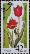 Colnect-1158-907-Tulipa-splendens.jpg