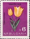 Colnect-3169-097-Wild-Tulip-Tulipa-urumovii.jpg