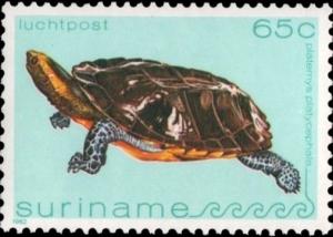 Colnect-2564-071-Flat-headed-Turtle-Platemys-platycephala.jpg