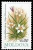 Colnect-506-965-Yellow-wild-tulip-Tulipa-bibersteiniana.jpg