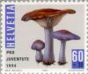 Colnect-141-181-Wood-Blewit-Lepista-Clitocybe-nuda.jpg