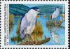 Colnect-2603-532-Black-crowned-Night-heron-nbsp-Nycticorax-nycticorax.jpg