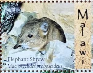 Colnect-4579-573-Round-eared-Elephant-Shrew-Macroscelides-proboscideus.jpg