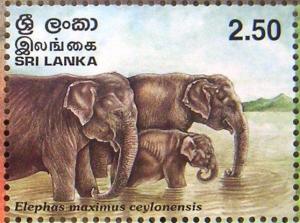 Colnect-528-279-Ceylon-Elephant-Elephas-maximus-ceylonensis.jpg