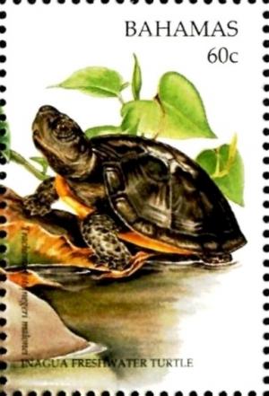 Colnect-4131-937-Inagua-freshwater-turtle.jpg