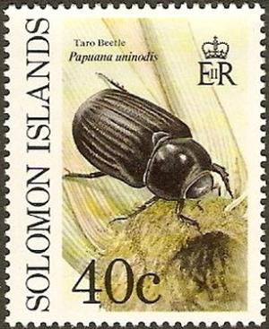 Taro-Beetle-Papuana-uninodis.jpg
