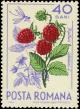 Colnect-5043-458-Raspberry-Rubus-idaeus--amp--mosquito.jpg