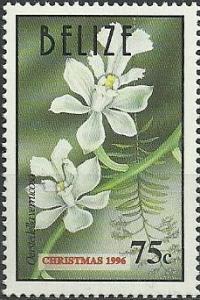 Colnect-1795-157-Epidendrum-verrucosum-synOerstedella-verrucosa.jpg