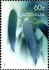 Colnect-1916-954-Eucalyptus-Leaves.jpg