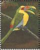 Colnect-3516-456-Saffron-Toucanet-Baillonius-bailloni.jpg